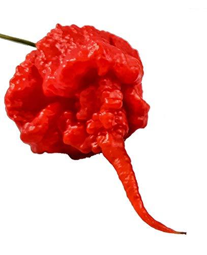 25 SEMI DI PEPERONCINO CAROLINA REAPER HP22B GUINNESS WORLD RECORD COME PIU' PICCANTE AL MONDO