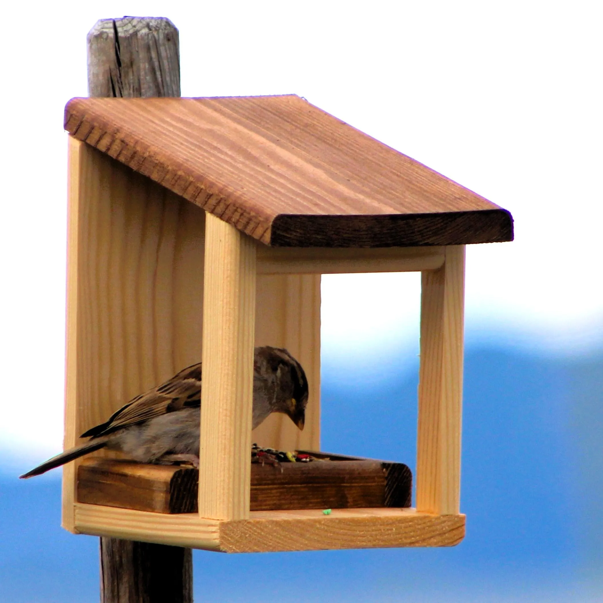 Mangiatoia per Uccelli Basic