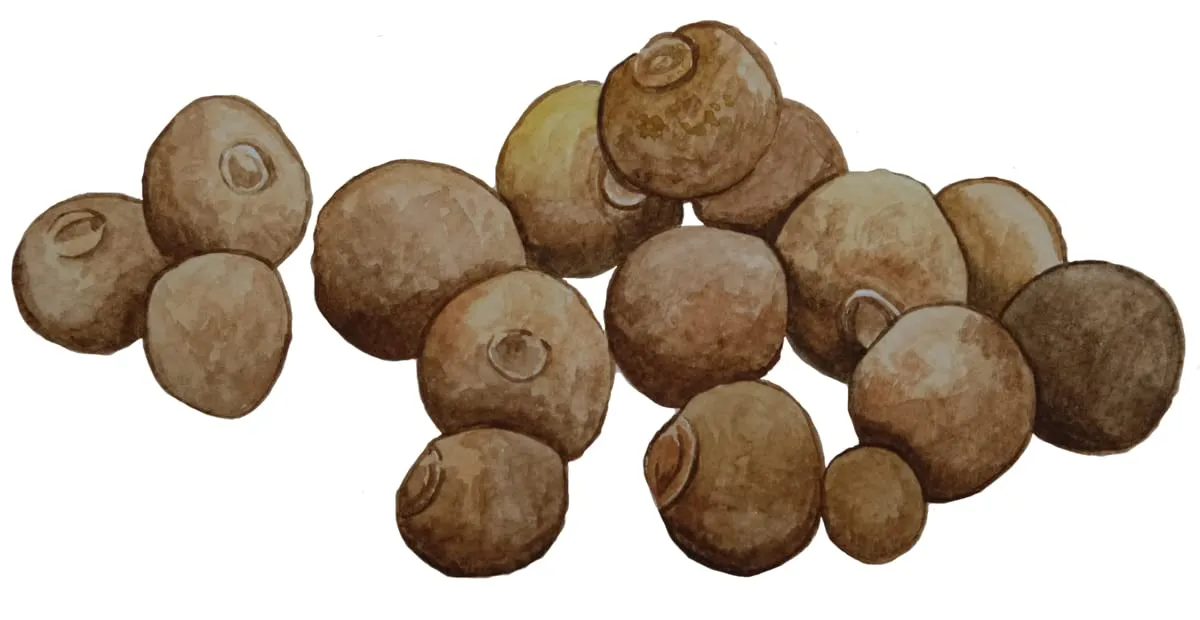 Miniatura 8
