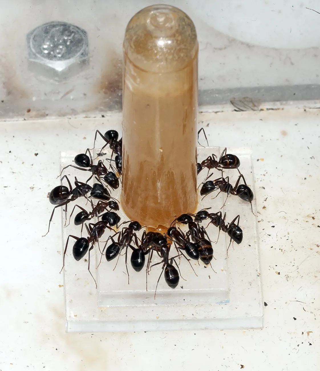 AntHouse 10ml Nettare per Formiche - Sciroppo Proteico per Regine e Colonie