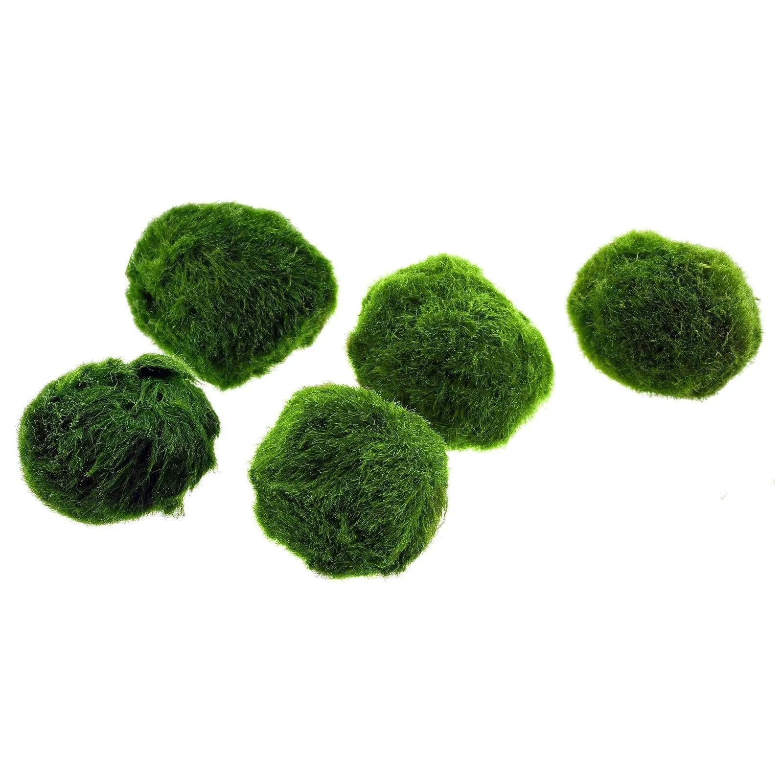 Marimo (2-3 cm) - Alga Palla Cladophora Aegagropila - 10 pezzi
