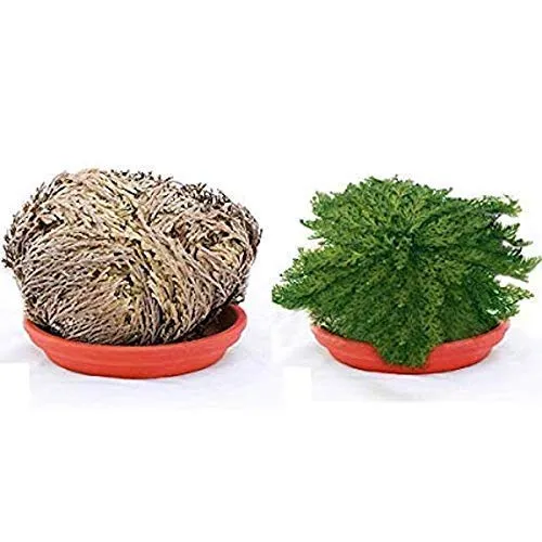 Pianta della Resurrezione - Selaginella lepidophylla