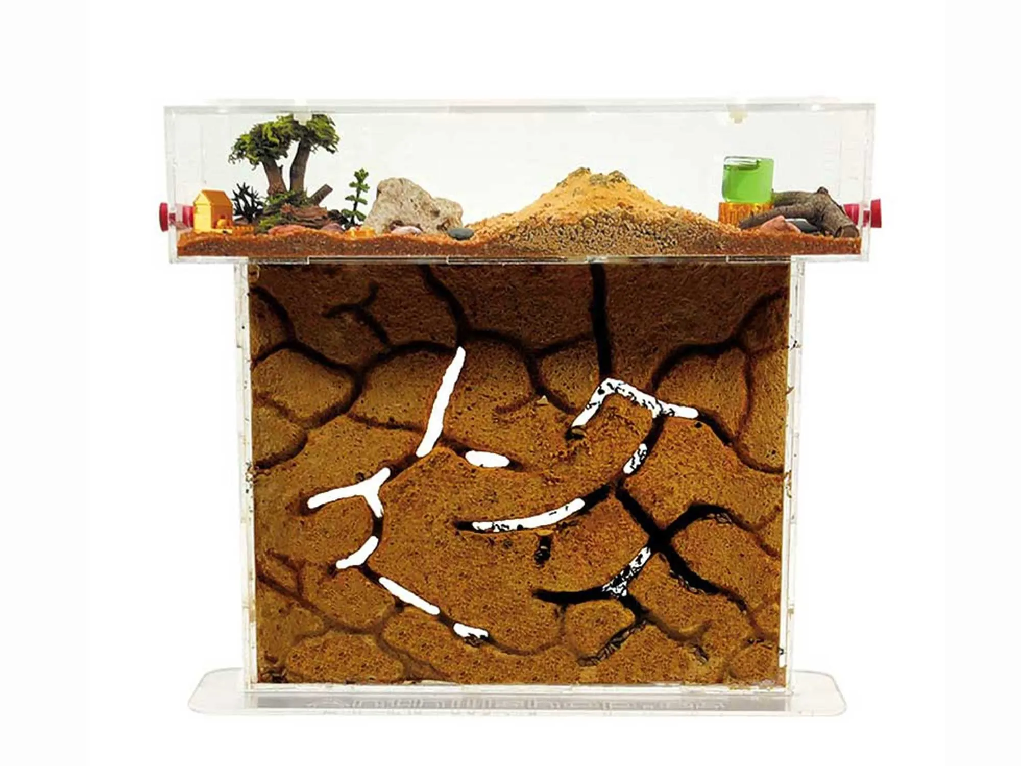 Formicaio a T Big in Acrilico con Sabbia Naturale e Formiche Gratuite
