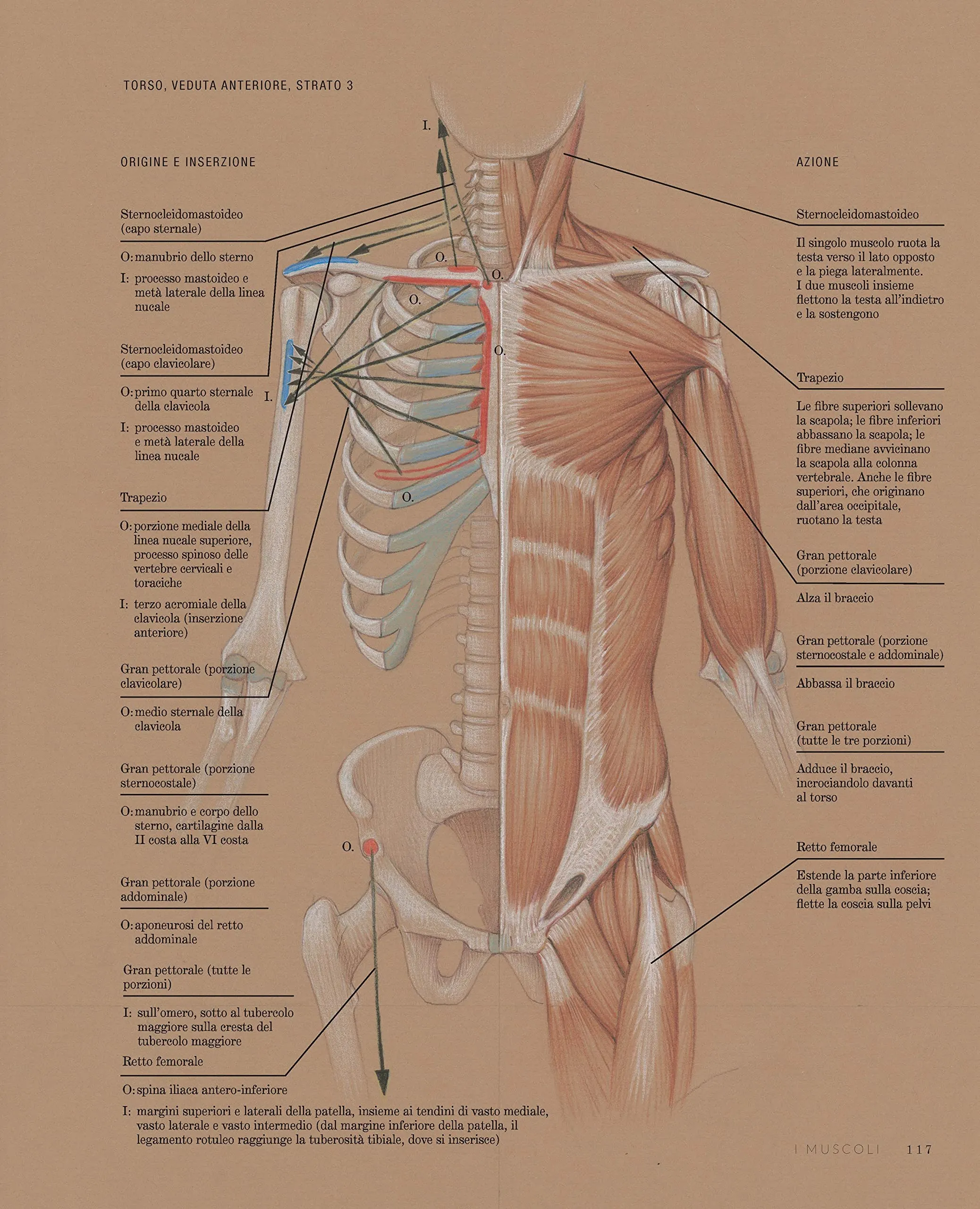 Fondamenti di anatomia artistica