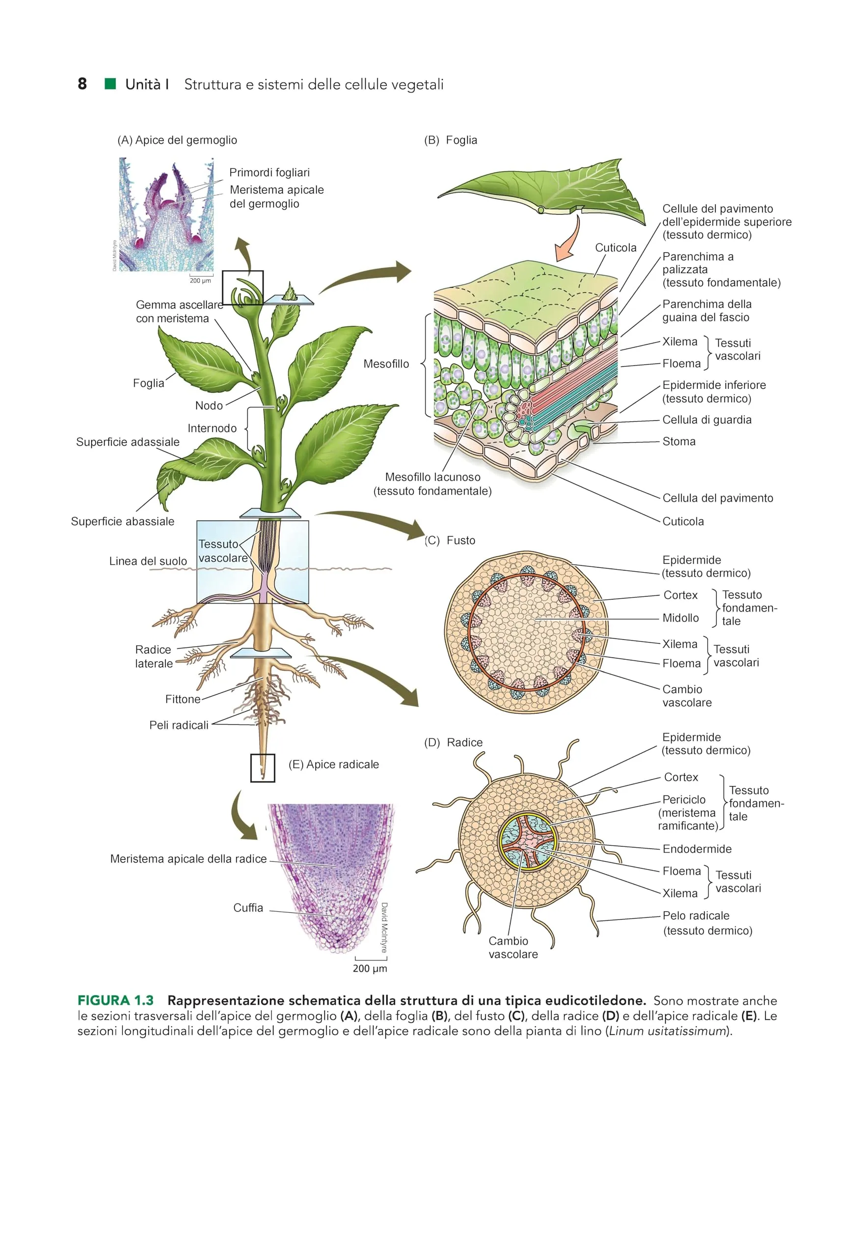 Fisiologia e Sviluppo Vegetale - Piccin-Nuova Libraria
