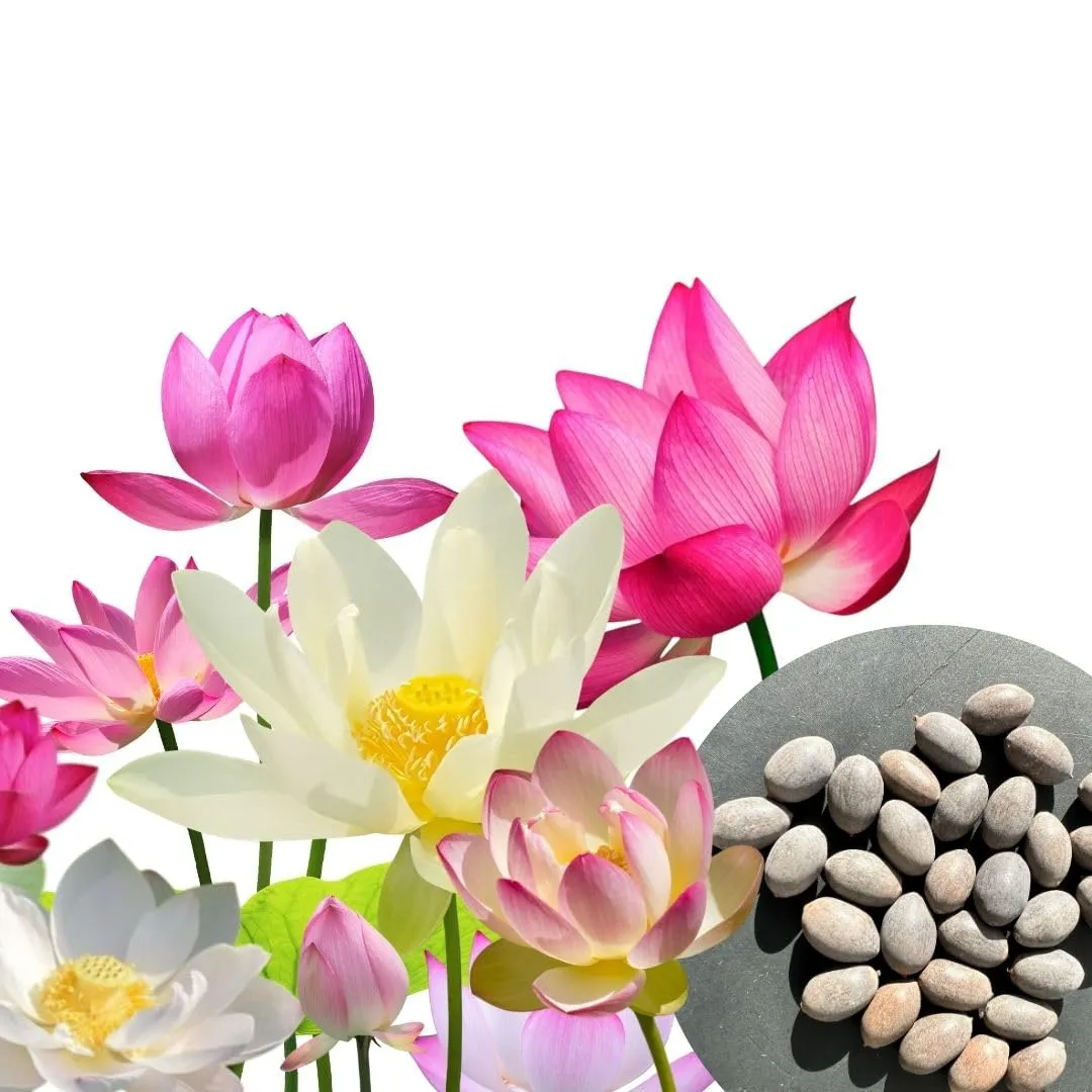 30 Semi di Fiori di Loto Premium Mix 3 Colori per Bonsai Acquatico