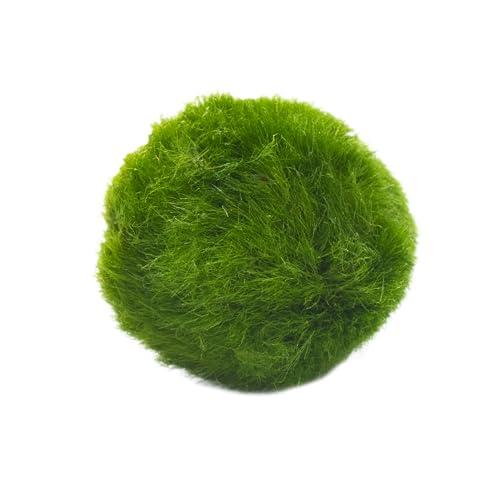 Marimo Singolo Sfuso Diametro 2-3 cm - Originale e Certificato