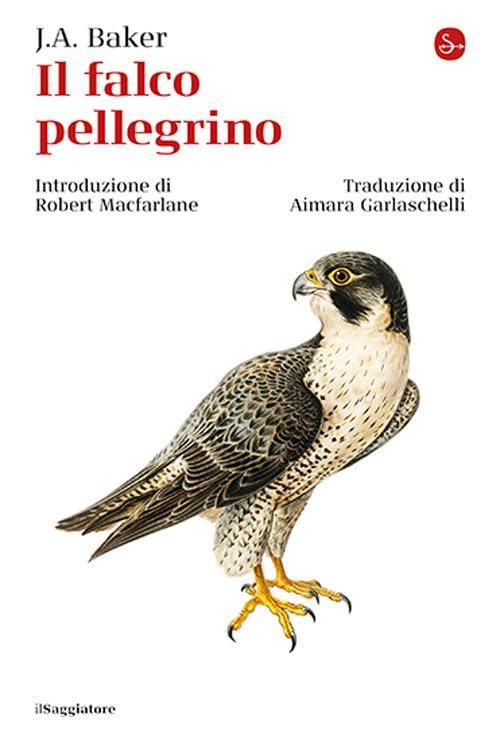 Il Falco Pellegrino: Re dei Cieli