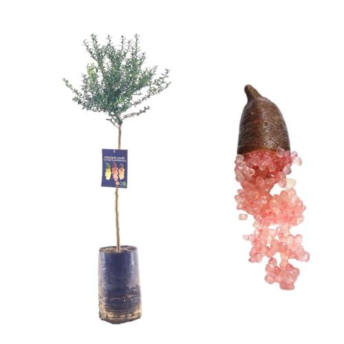 Pianta di Finger Lime/Caviale di limone - Frutto Rosso - Citrus Australasica - H100cm