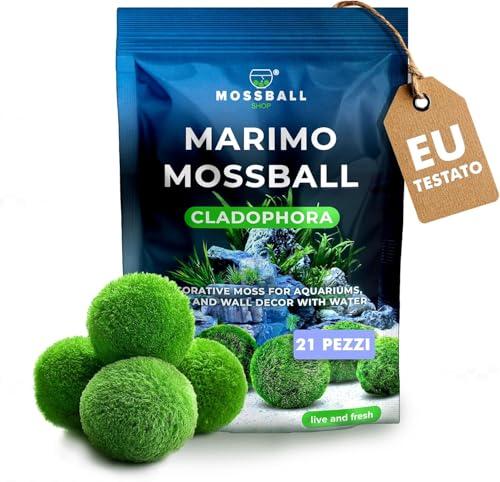 11 pezzi Marimo Alga Viva per Acquario