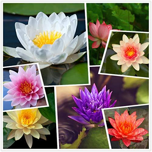 Ninfea Resistente Acquatica dai Colori Misti - 50+ Semi di Loto Bonsai