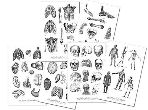 Set di adesivi vintage Anatomia