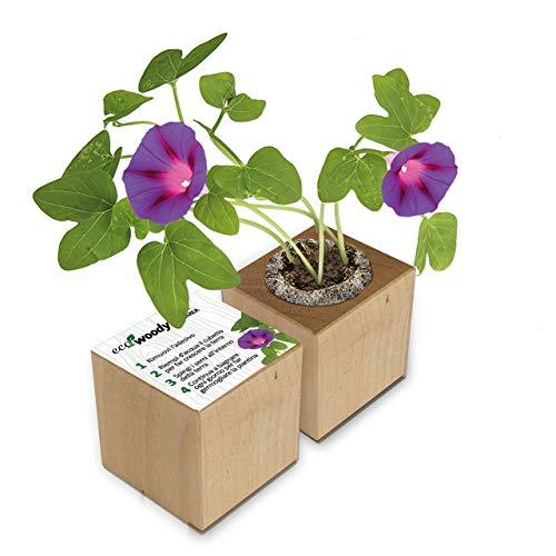 Eco-Woody Cubo di Legno Magnetico con Semi di Ipomea
