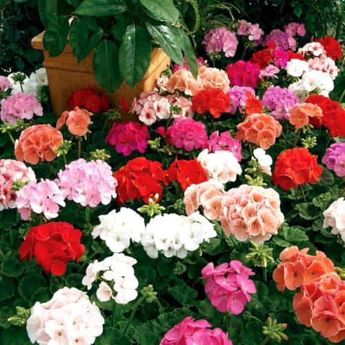 Semi di Geranio Zonale Miscela