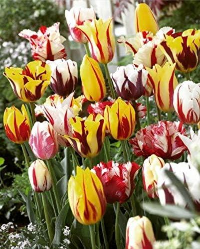 30 Tulipani Rembrandt Misti - Tulipa Rembrandt Mix - Bulbi Alta Qualità