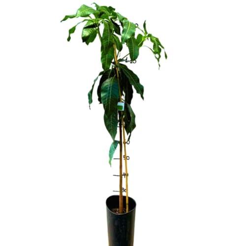 Vivaio Garden Forest Pianta di Mango Indica Maya Innestata