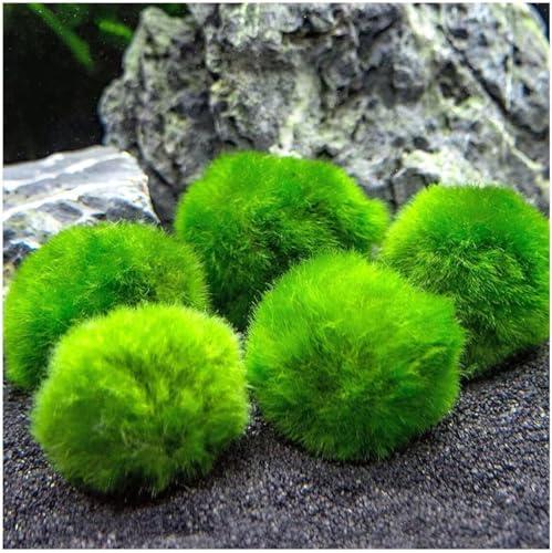 Marimo - Alga Palla Decorativa (2-3 cm) - 5 Pezzi
