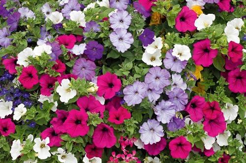 Semi di Petunia Pendula Balconi Mix - Qualità Italiana Superiore
