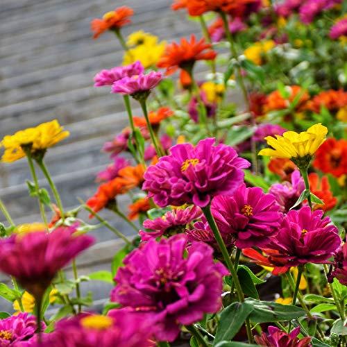 Semi di Zinnia - Colori Misti