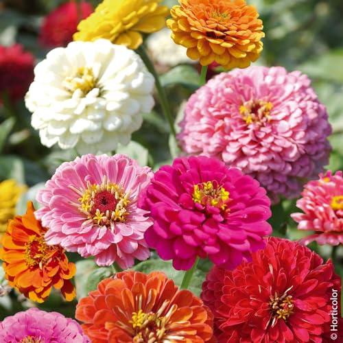 Semi di Zinnia Gigante California Mix
