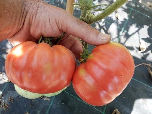 Semi di Pomodoro Belmonte Calabro - Varietà Autentica