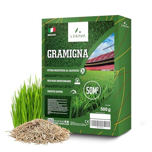 LERAVA® Semi Gramigna per Prato [Calpestabile] - 50m² - semi prato gramignone resistente alla siccità - Ideale per prati mediterranei e costieri - Consuma 20% meno acqua - 500g gramigna semi
