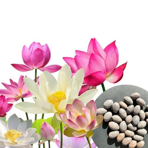 30 Semi di Fiori di Loto Premium Mix 3 Colori per Bonsai Acquatico