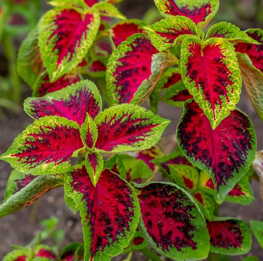 Semi di Coleus Arcobaleno Mix - Qualità Italiana Superiore