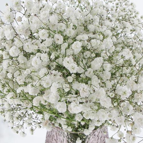 Semi di Gypsophila Paniculata Bianca