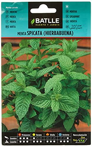 Semi di Menta Spicata/Romana Battle - Aromatici e Versatili per la Tua Casa