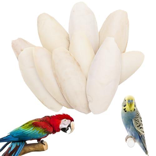 Aerzouser 10 Pezzi Ossi di Seppia Naturali per Uccelli, Tartarughe e Rettili