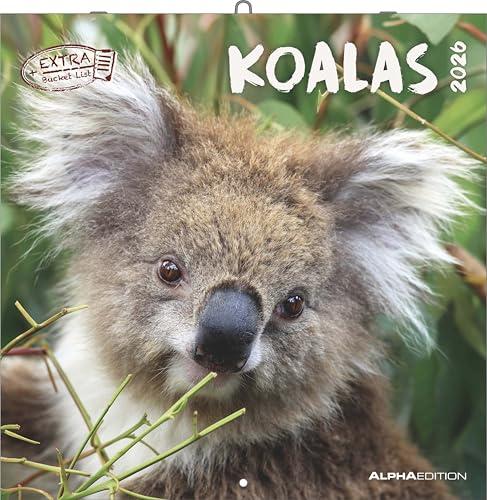 Koalas 2026 - Calendario da parete 30x30 cm