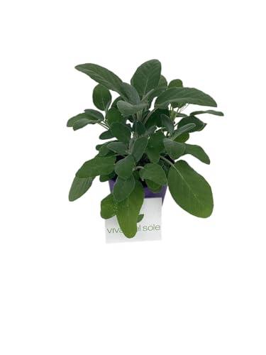 Salvia Officinalis - Pianta Aromatica in Vaso Ø14cm - Vivai del Sole