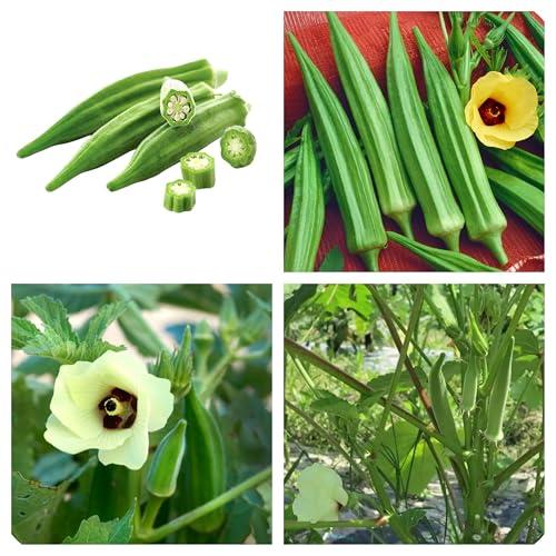 50 Semi di Okra, Abelmoschus esculentus, Gombo, Kiabo, Verdura Ricca di Vitamine e Minerali