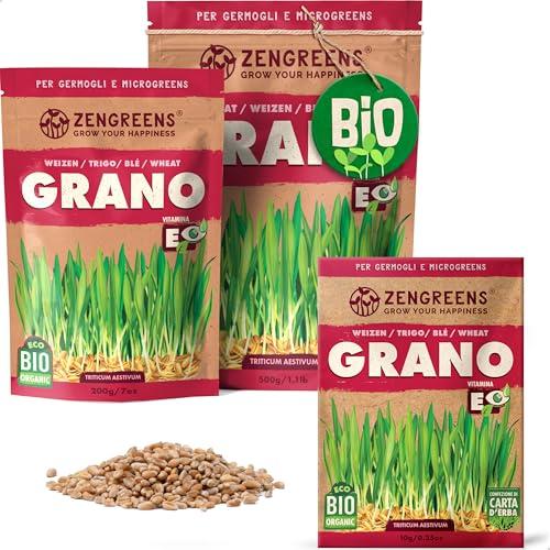 ZenGreens® - Semi di Grano Biologico per Germogli e Microgreens