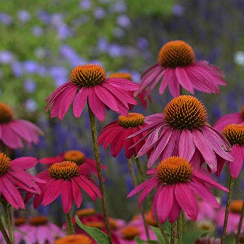 Echinacea Purpurea: La Regina dei Giardini in un Tripudio di Colori Rosso Porpora