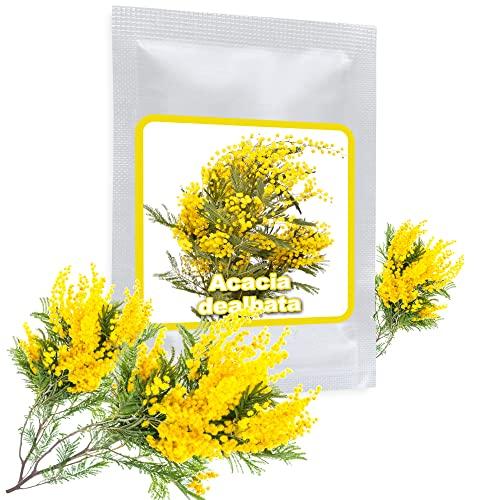 Acacia dealbata - 25 Semi di Mimosa dei Fioristi