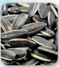 Padana Sementi Mangimi Semplici a base di semi per uccelli da gabbia, da voliera e per uccelli liberi (Girasole Striato grosso, 2 kg)