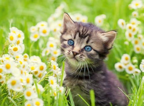 Ravensburger - Puzzle 500 Pezzi Gattino Nel Prato