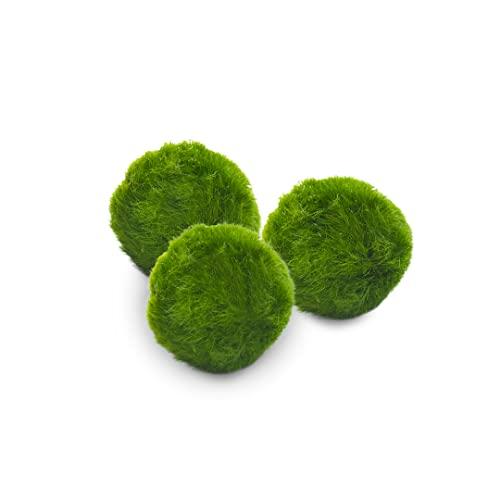 Set 3 Marimo (2-3 cm) - Autentici e Sostenibili