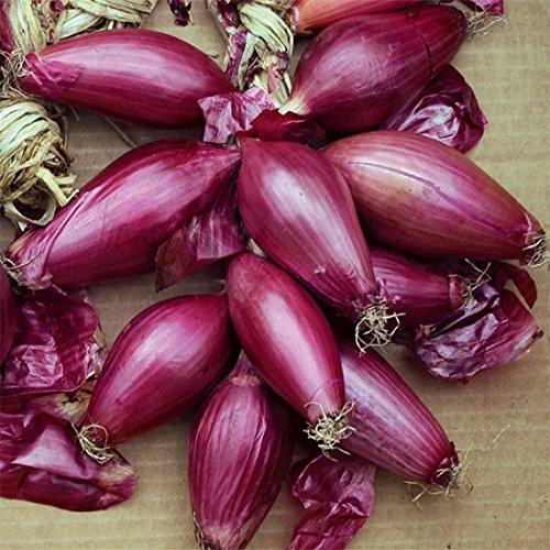 Cipolla Rossa Lunga di Tropea NR.300 Semi