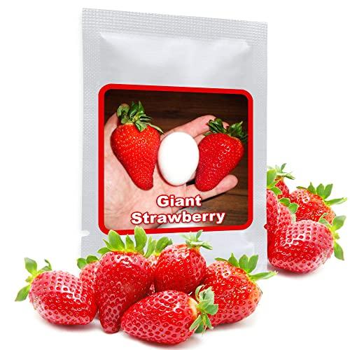 Semi di Fragola Gigante - Regina dei Frutti