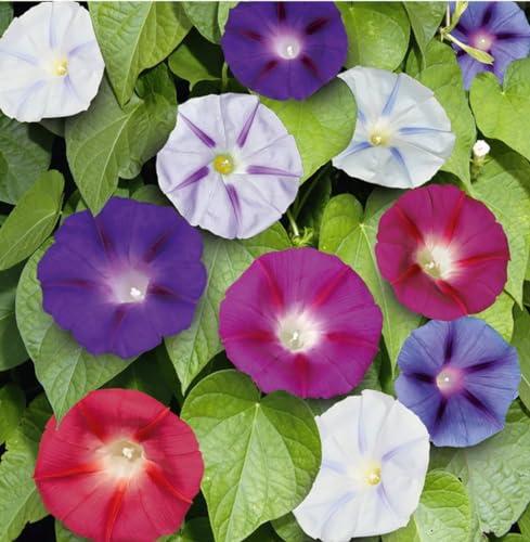 Semi fiori IPOMEA O CAMPANELLA MIX In Busta Ermetica MADE IN ITALY Qualità superiore con 95% di germogliazione con istruzioni