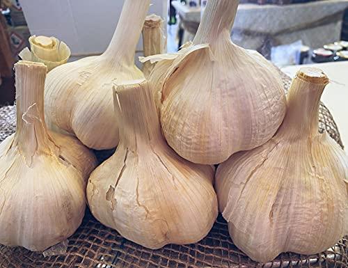 Aglione della Val di Chiana Pierucci Agricoltura - 1 kg