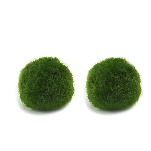 Marimo Set 2 sfuso diametro 2-3 cm - Originale e Certificato - Solo Marimo