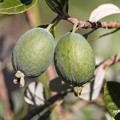 Pianta di Feijoa Autofertile (varietà UNIQUE) - Acca Sellowiana