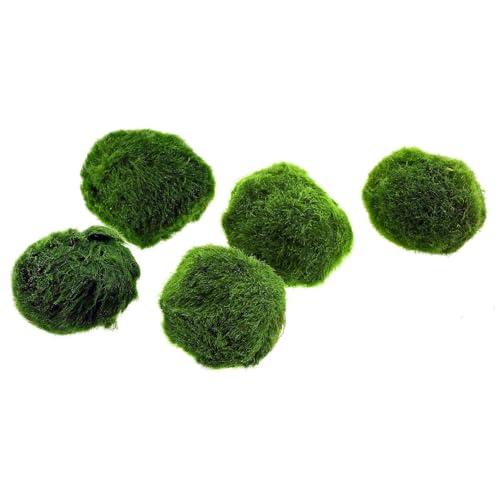 Marimo - Alga Palla Decorativa per Acquari e Terrari (2-3 cm)