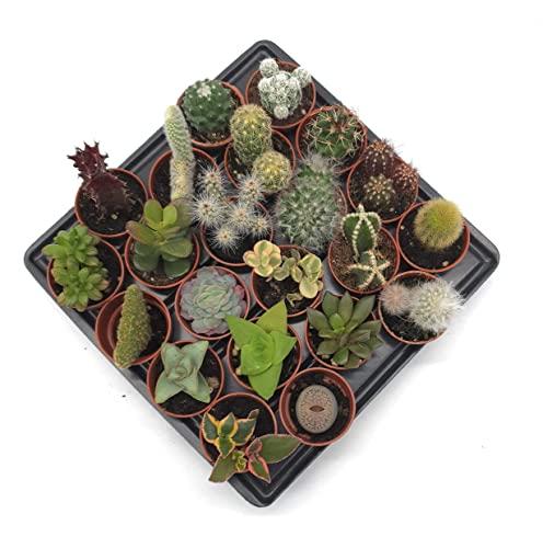 Box 22 Cactus Mignon