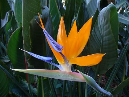 Semi di Strelitzia - Uccello del Paradiso