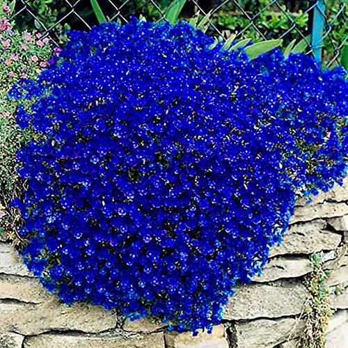 Semi di Crescione Benoon - 100 semi per un giardino fiorito blu